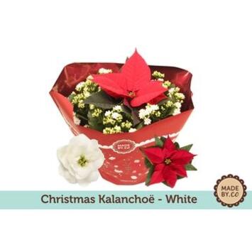 image KALANCHOE BLANC POINSETTIA COUPE