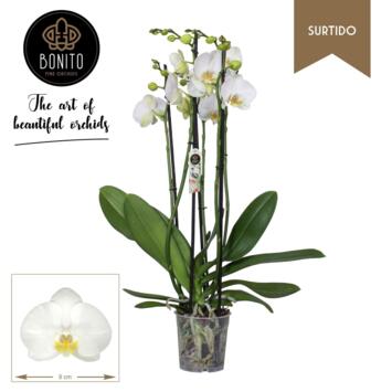 image PHALAENOPSIS 4BR BLANC