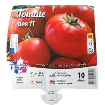 image TOMATE BOA BQ10