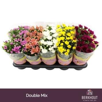 image DENDRANTHEMA 3PP VARIES