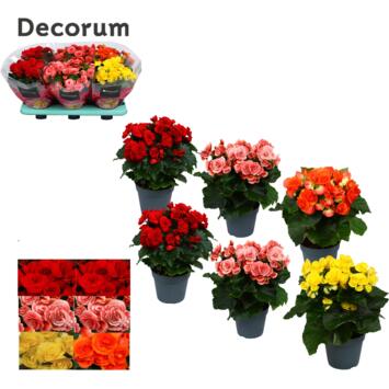 image BEGONIA VARIE DECORUM