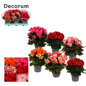 image BEGONIA VARIES DECORUM