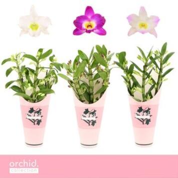 image DENDROBIUM 3BR NOBILE