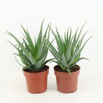 image ALOE ARBORESCENS