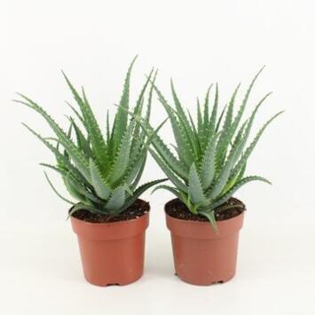 image ALOE ARBORESCENS