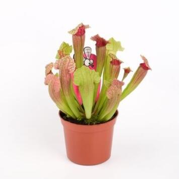 image SARRACENIA FIONA