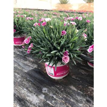 image OEILLET PINK KISSES