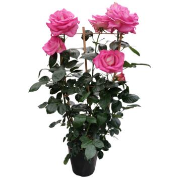 image ROSIER G FL PALISSE
