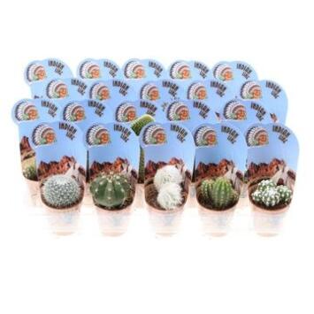 image CACTUS VARIES P DECO