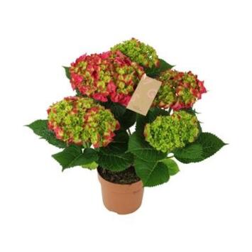 image HORTENSIA 5FL ROUGE DECORUM