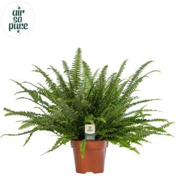 image NEPHROLEPIS GREEN LADY