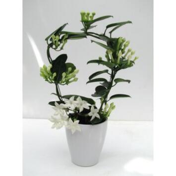 image STEPHANOTIS 9/10GR FLEUR PARFUM CERAM