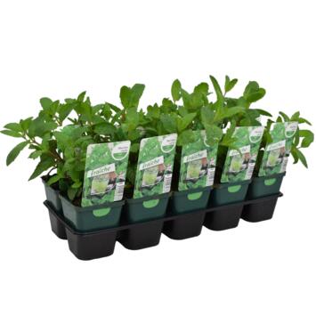 image MENTHE VERTE