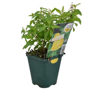 image VERVEINE CITRONNELLE