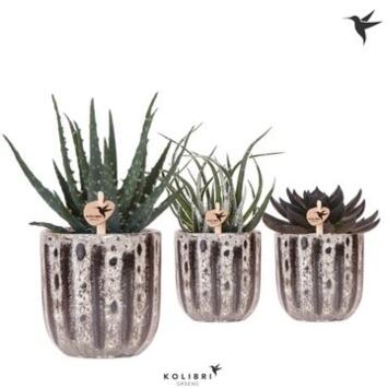 image SUCCULENTE CERAM