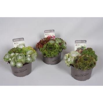 image SEMPERVIVUM X3