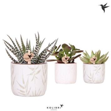 image SUCCULENTE CERAM