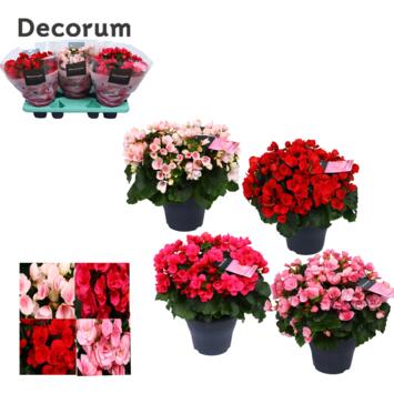 image BEGONIA BETULIA VARIE