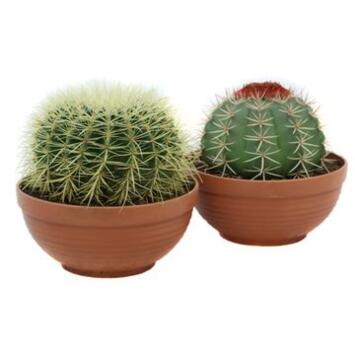 image CACTUS BOULE COUPE TERRE