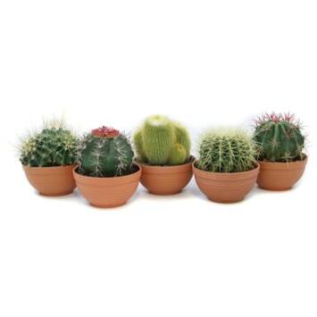 image CACTUS COUPE TERRE