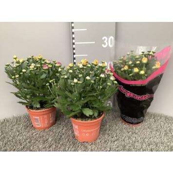 image DENDRANTHEMA 3PP CARNAVAL