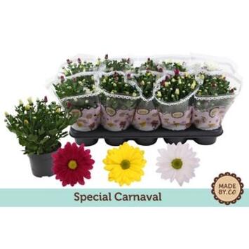 image DENDRANTHEMA 3PP CARNAVAL