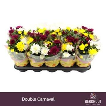 image DENDRANTHEMA 3PP CARNAVAL
