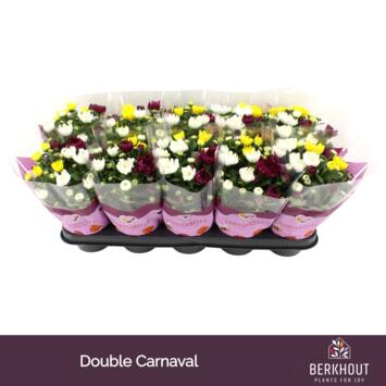 image DENDRANTHEMA 3PP CARNAVAL