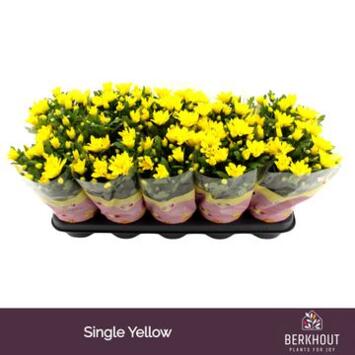 image DENDRANTHEMA HEAT YELLOW 3PP