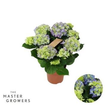 image HORTENSIA 5FL BLEU DECORUM