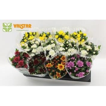 image DENDRANTHEMA 3PP VARIES