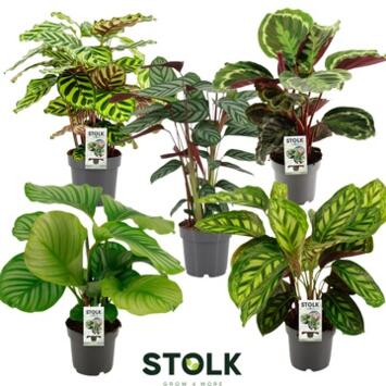 image CALATHEA VARIES