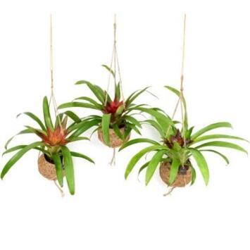 image BROMELIACEE KOKODAMA