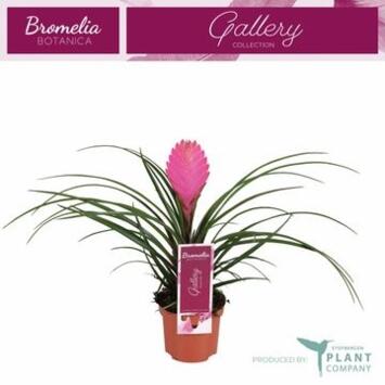 image TILLANDSIA ANITA