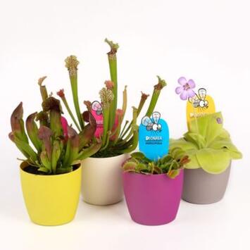 image PLANTE CARNIVORE P DECO