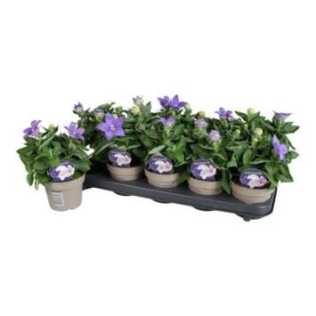 image PLATYCODON GRANDIFLORUM BLEU