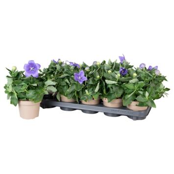 image PLATYCODON GRANDIFLORUM BLEU