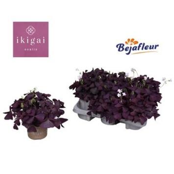 image OXALIS TRIANGULARIS