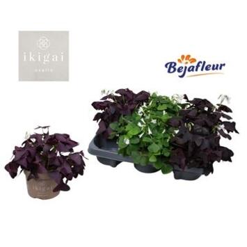 image OXALIS TRIANGULARIS