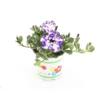 image PETUNIA NIGHT SKY