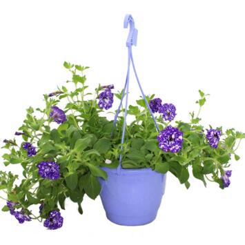 image PETUNIA NIGHT SKY SUSP