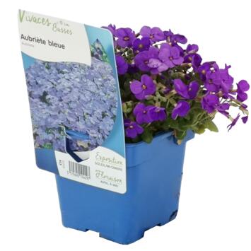 image AUBRIETA DELTOIDEA