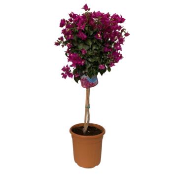 image BOUGAINVILLIER VIOLET TIGE