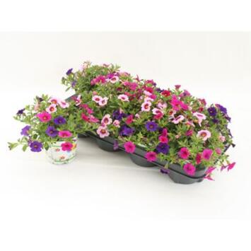 image CALIBRACHOA 3COULEURS