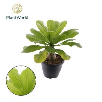 image BRIGHAMIA HAWAIIAN PALM