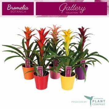 image GUZMANIA CERAM