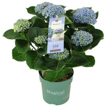image HORTENSIA 5FL BLEU DECORUM