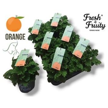 image PELARGONIUM GRANDIFLORUM ORANGE