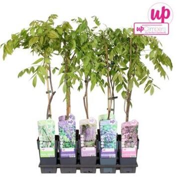 image WISTERIA VARIE