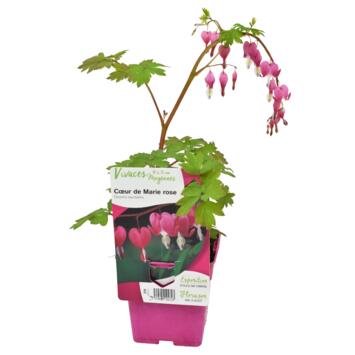 image DICENTRA ROSE
